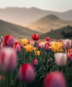 Demo Nature: nature-15